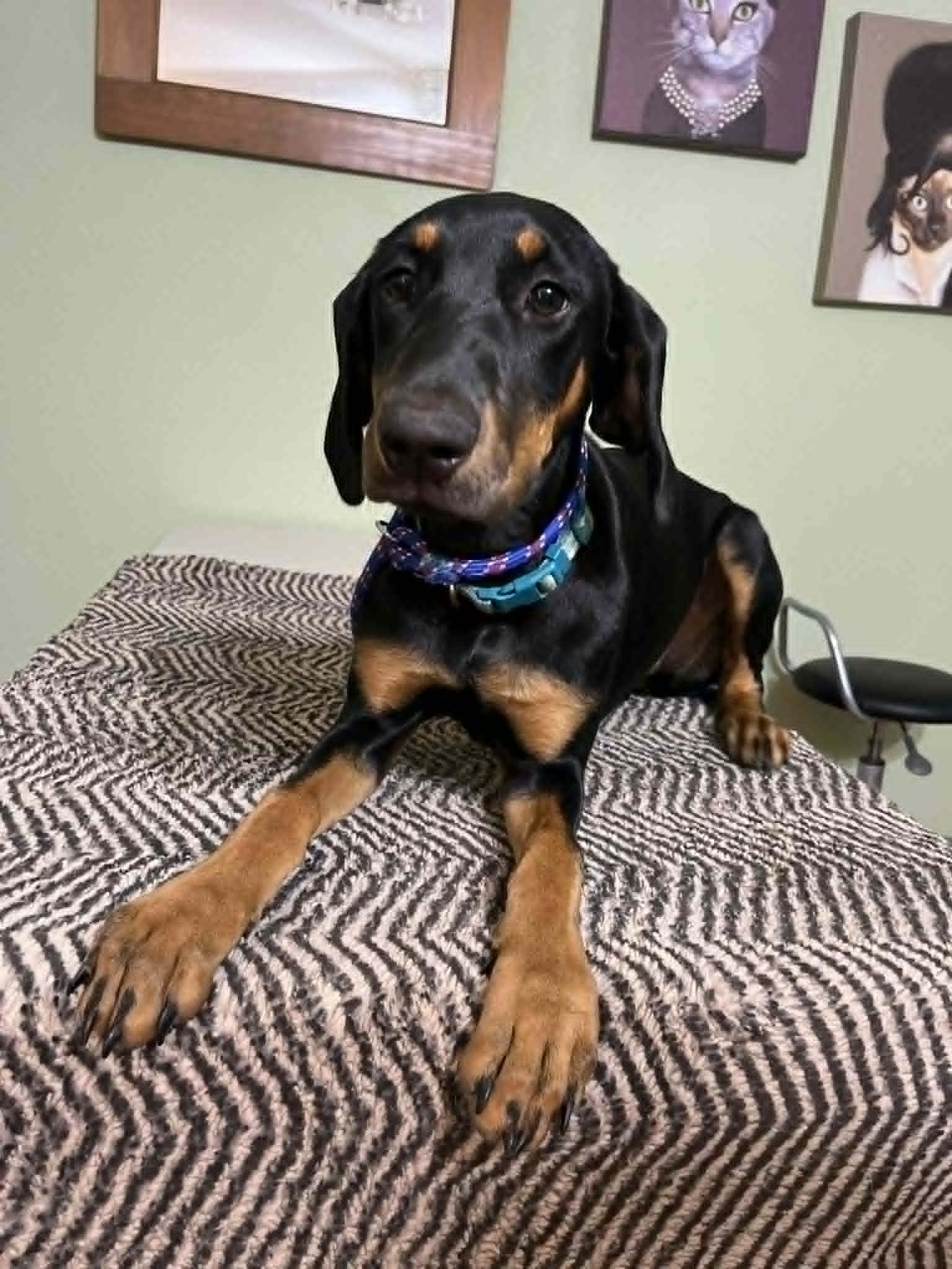 Evelyn, an adopted mixed breed in Homestead, PA image 4/6