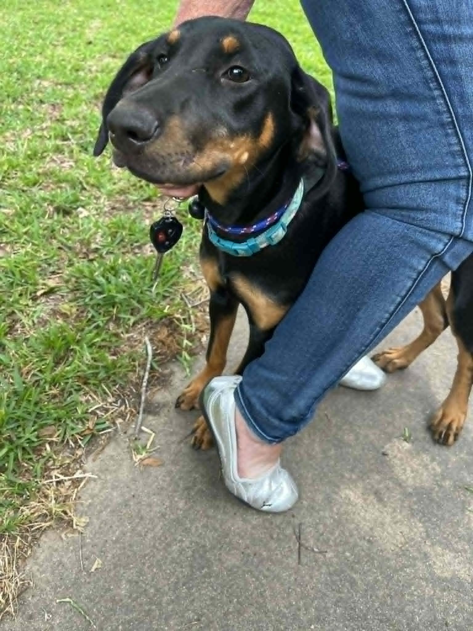 Evelyn, an adopted mixed breed in Homestead, PA image 3/6