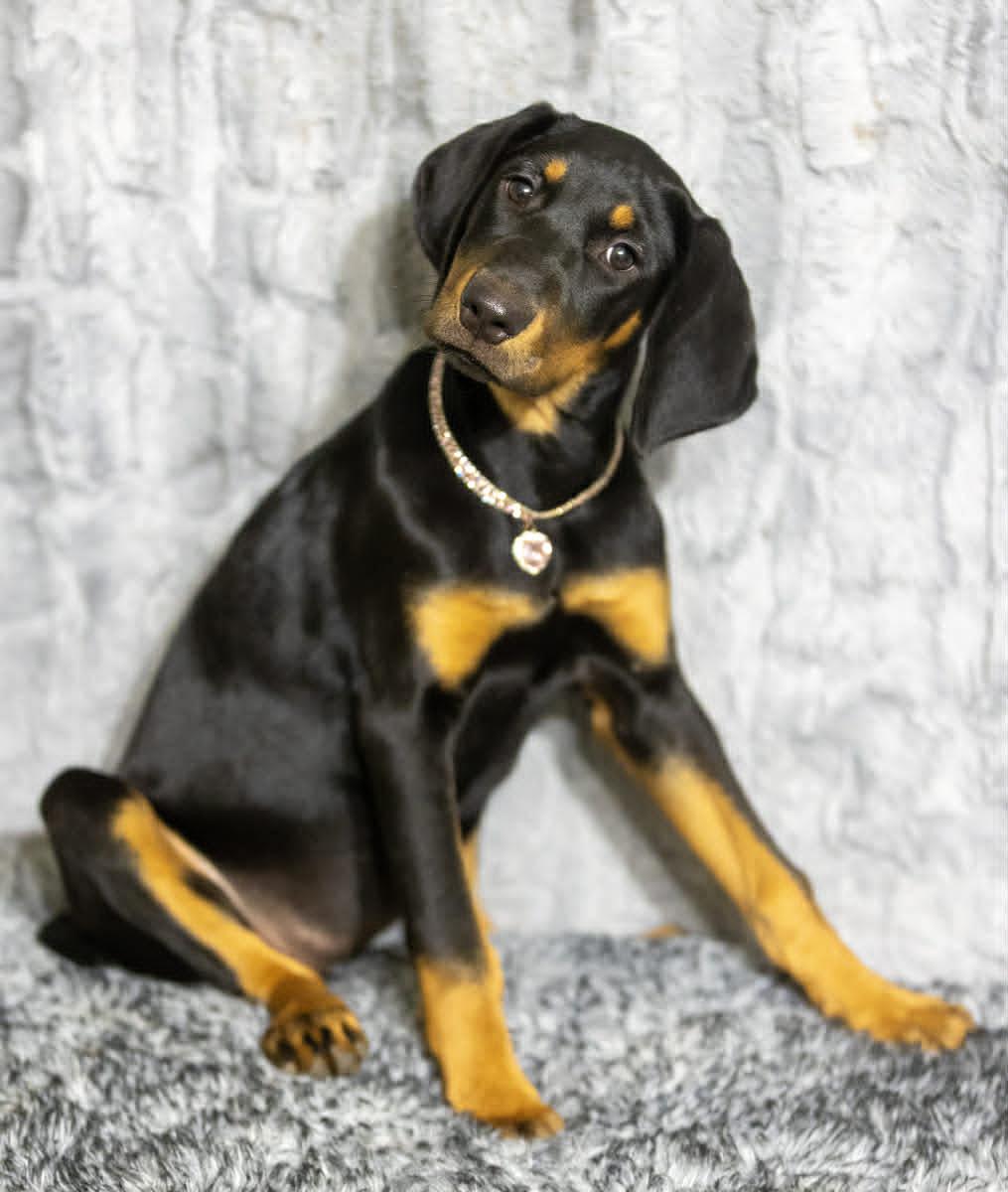 Evelyn, an adopted mixed breed in Homestead, PA image 6/6