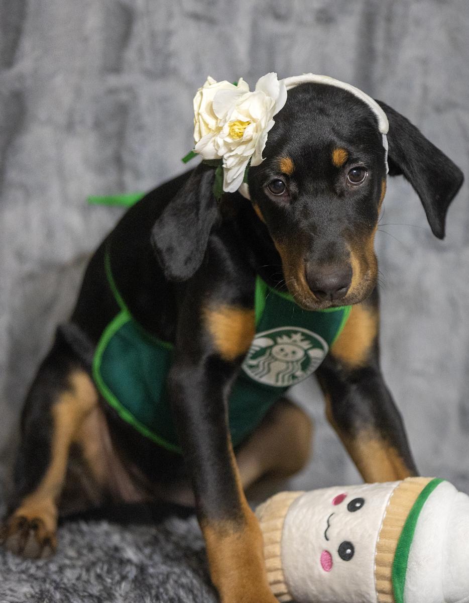 Evelyn, an adopted mixed breed in Homestead, PA image 2/6