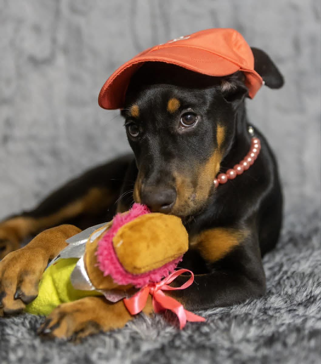 Evelyn, an adopted mixed breed in Homestead, PA image 5/6
