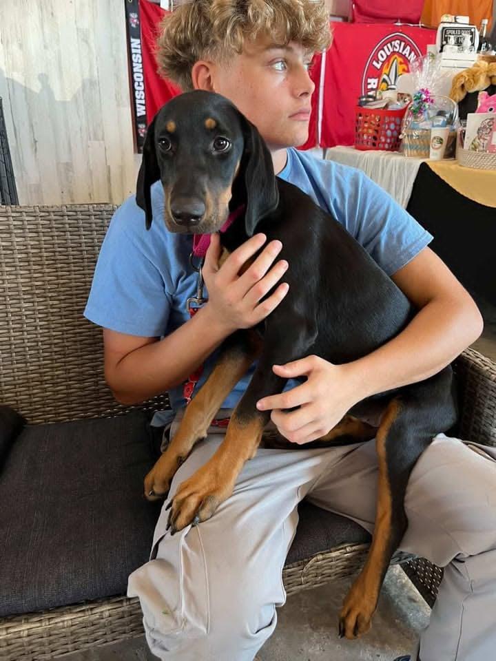 Evelyn, adopted, Young Female Doberman Pinscher.