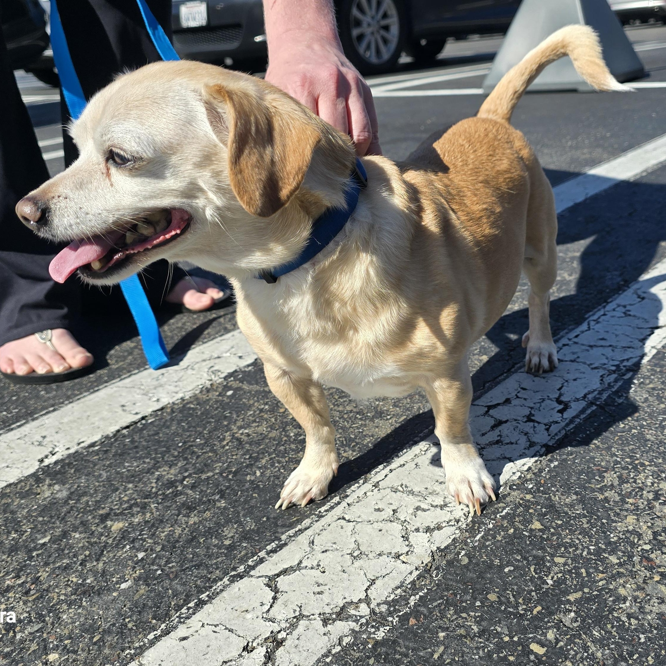 Buddy, a ADOPTABLE mixed breed in Tracy, CA image 2/2