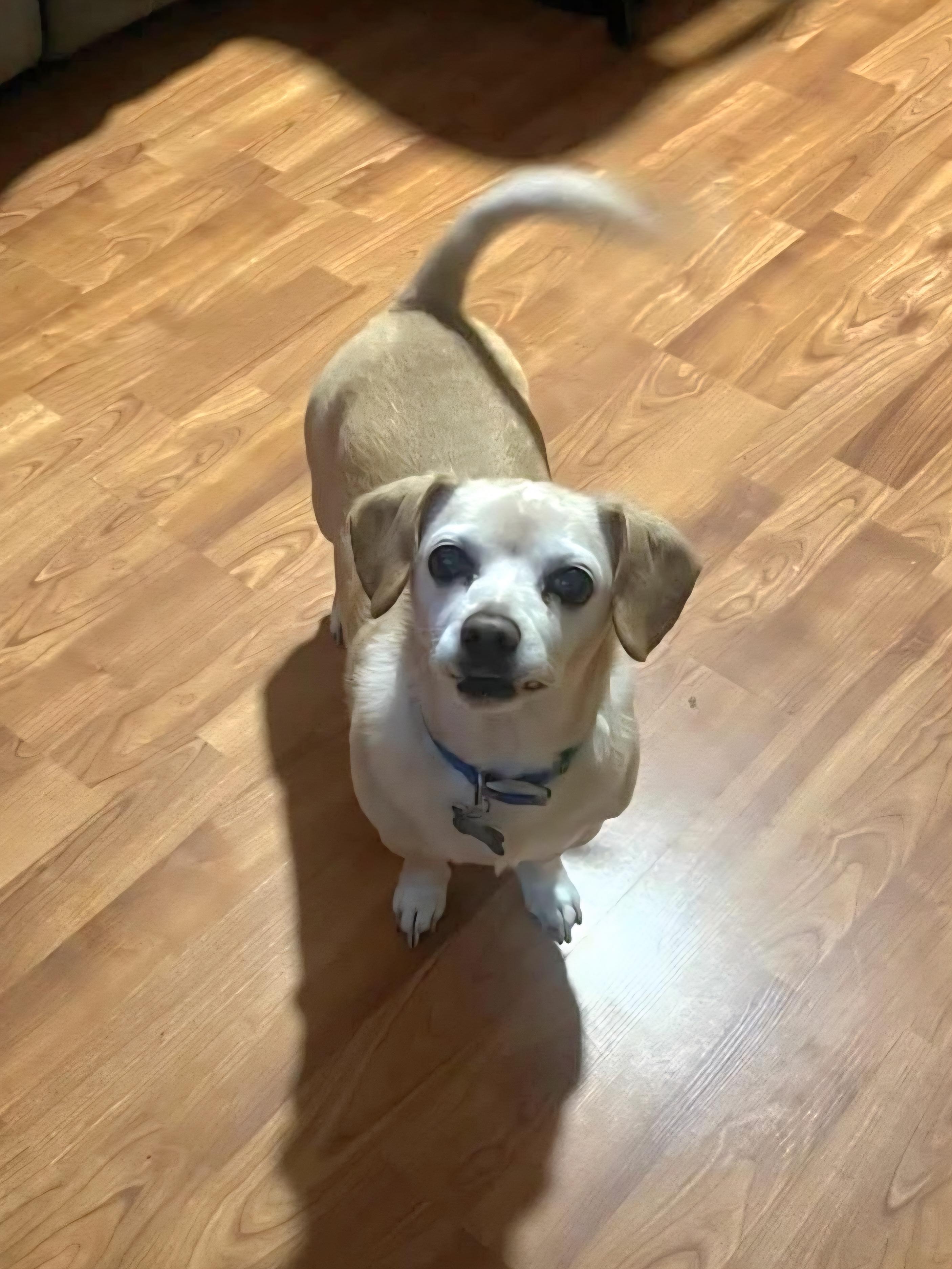 Buddy, ADOPTABLE, Senior Male Chihuahua.