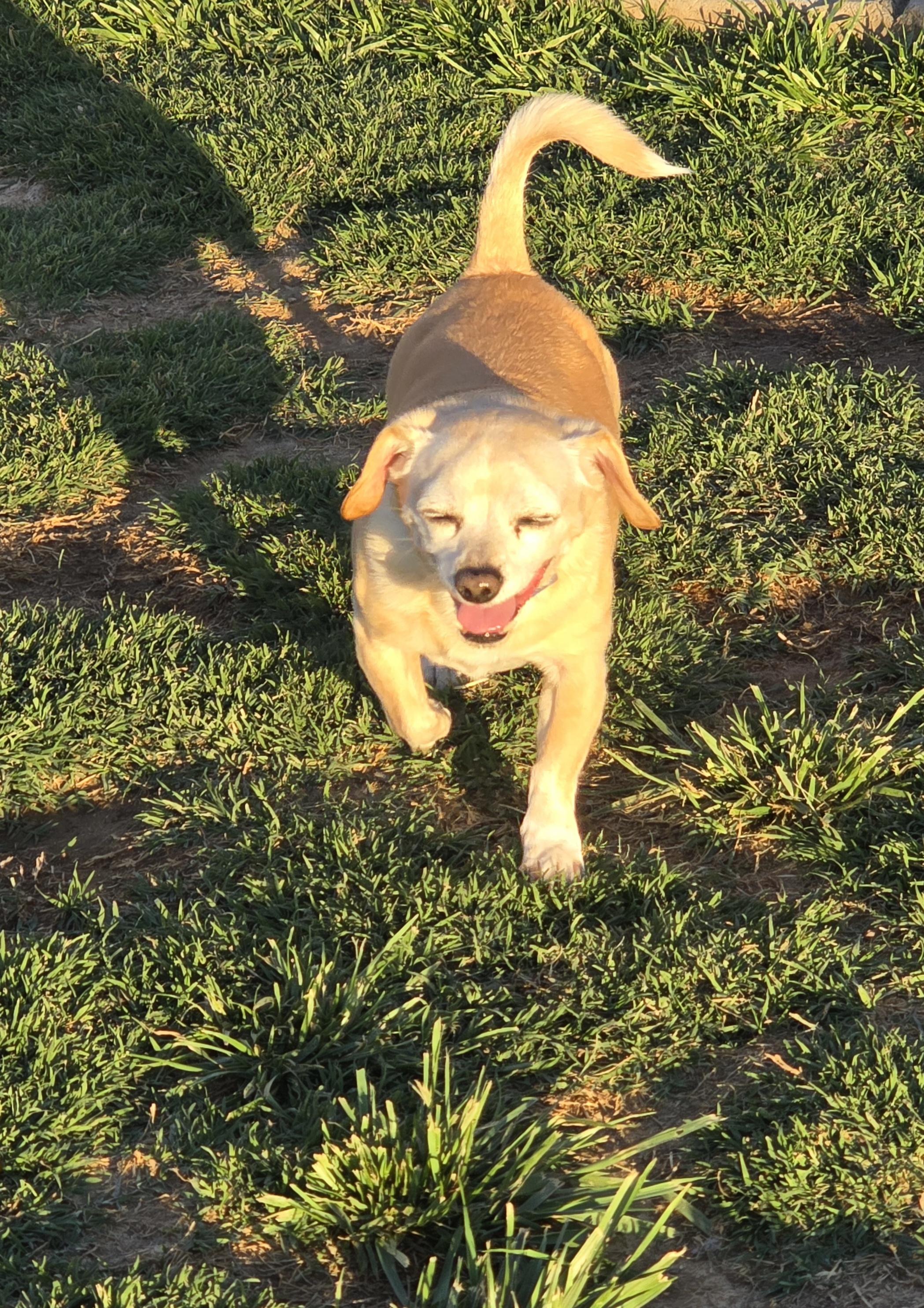 Enlarge Buddy, a ADOPTABLE mixed breed in Tracy, CA image 1/3