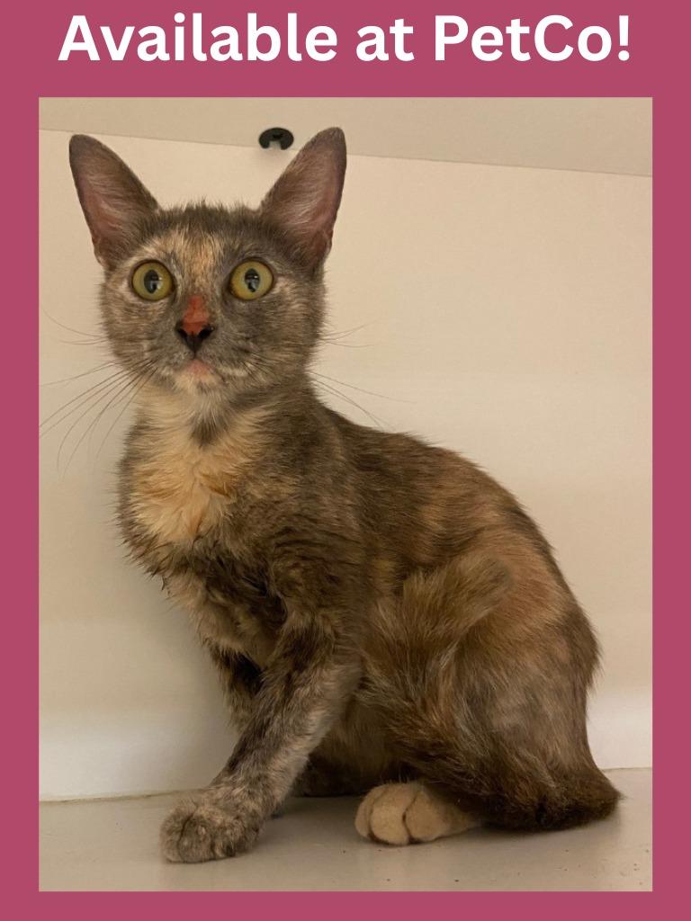 Enlarge PetCo Condo #2 Willow, a Adoptable mixed breed in Greenville, TX image 1/1