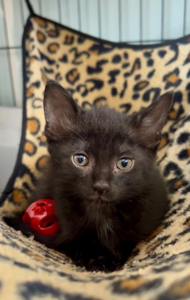 Cortada, Adoptable, Kitten Female Domestic Short Hair.