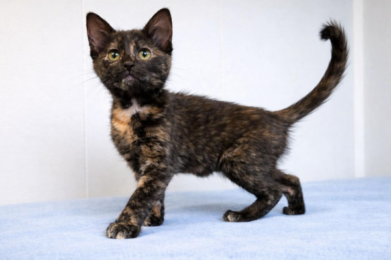 Enlarge Viola (PetSmart Winchester Rd. Memphis, TN), an adopted Tortoiseshell in Millington, TN image 1/1