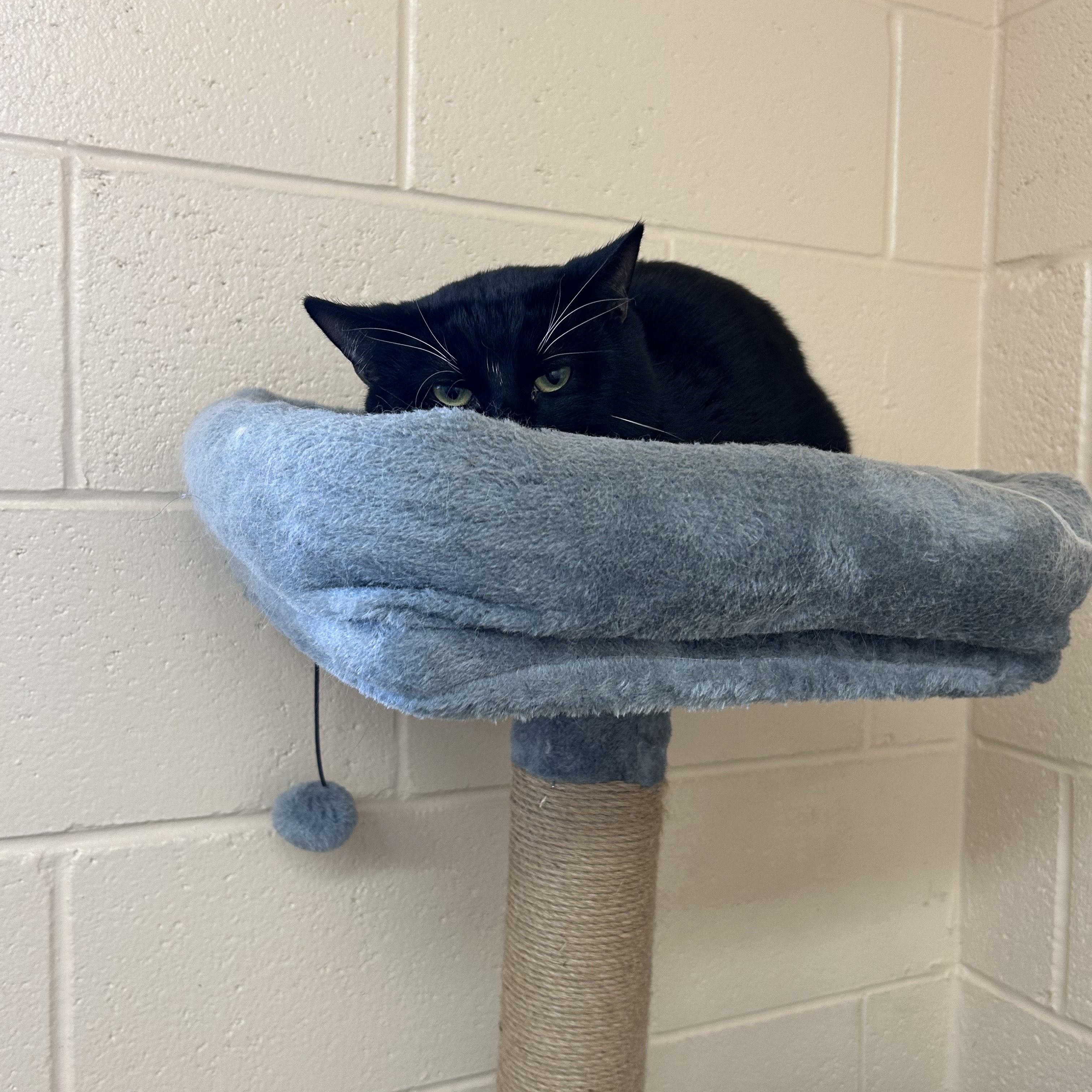 Mr. Moon, ADOPTABLE, Young Male Domestic Short Hair.