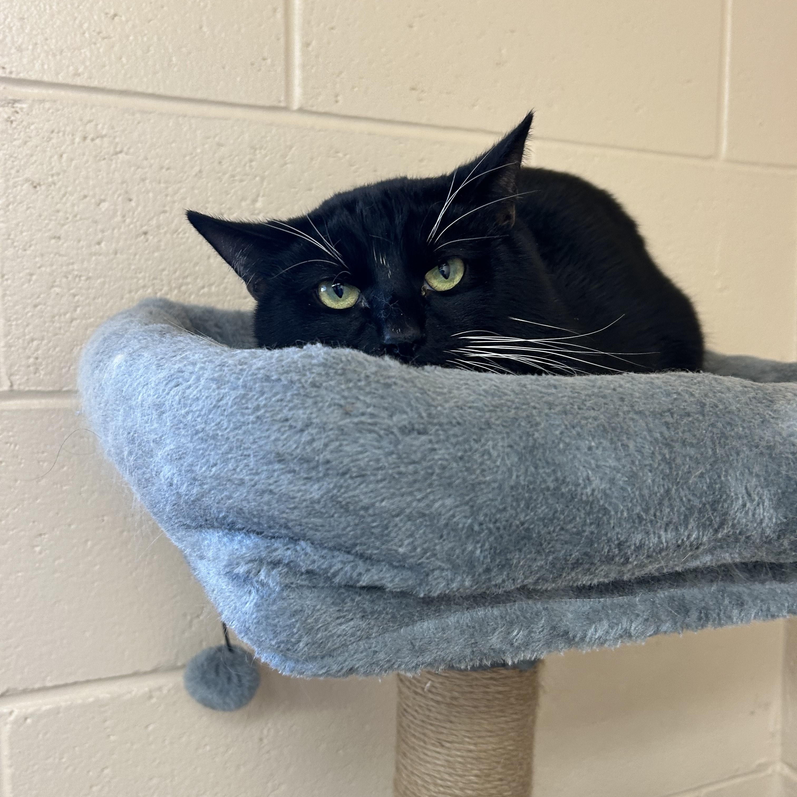 Enlarge Mr. Moon, a ADOPTABLE Domestic Short Hair in Washington, UT image 2/2