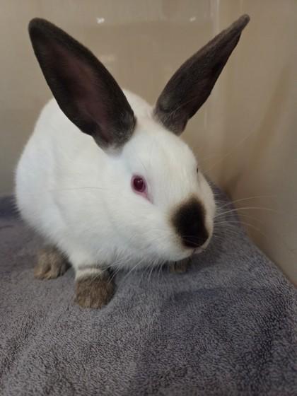 Salt, ADOPTABLE, Adult Male Bunny Rabbit.