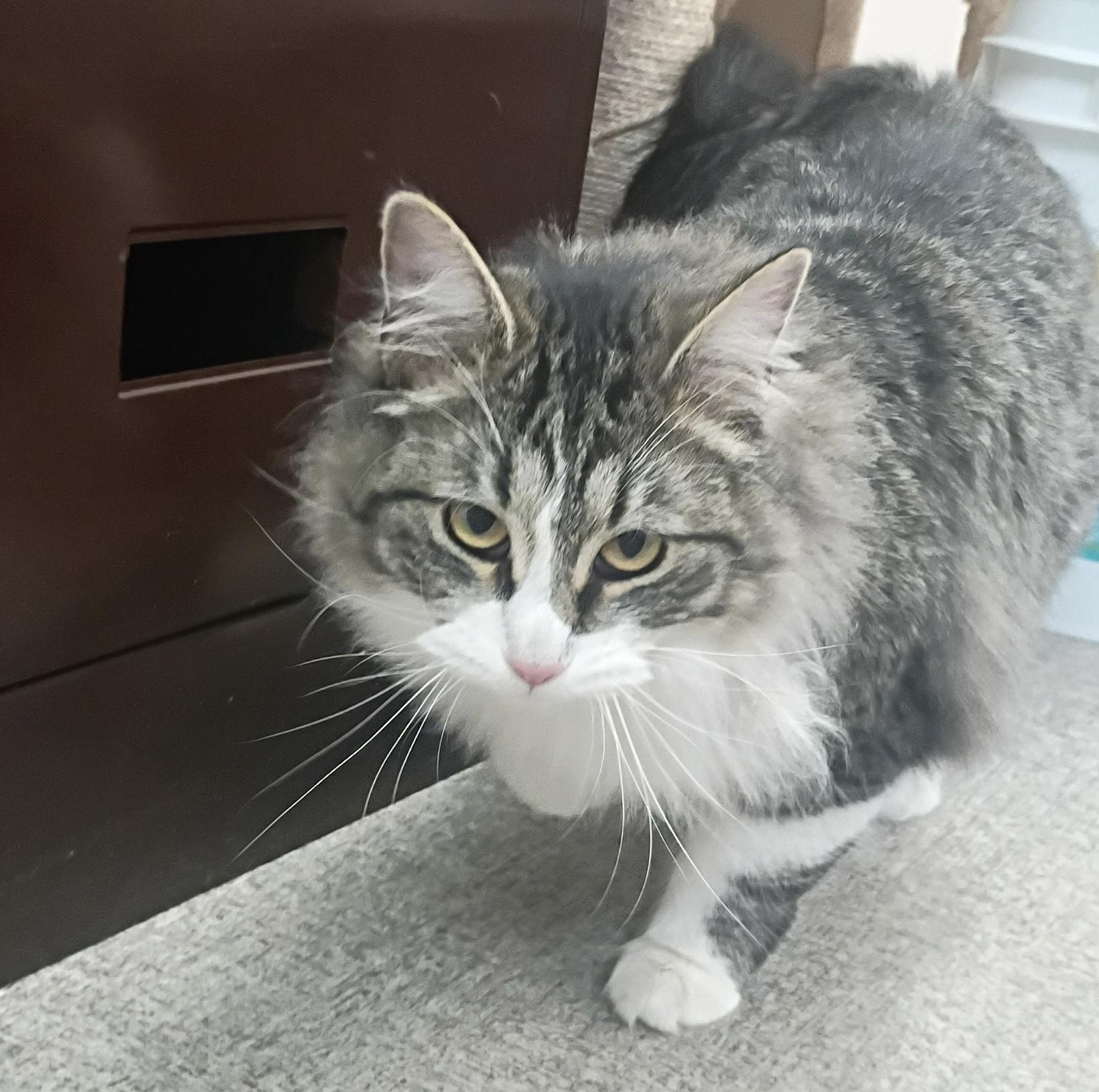 Enlarge Rosie , a Adoptable Domestic Long Hair in Pocatello, ID image 3/4