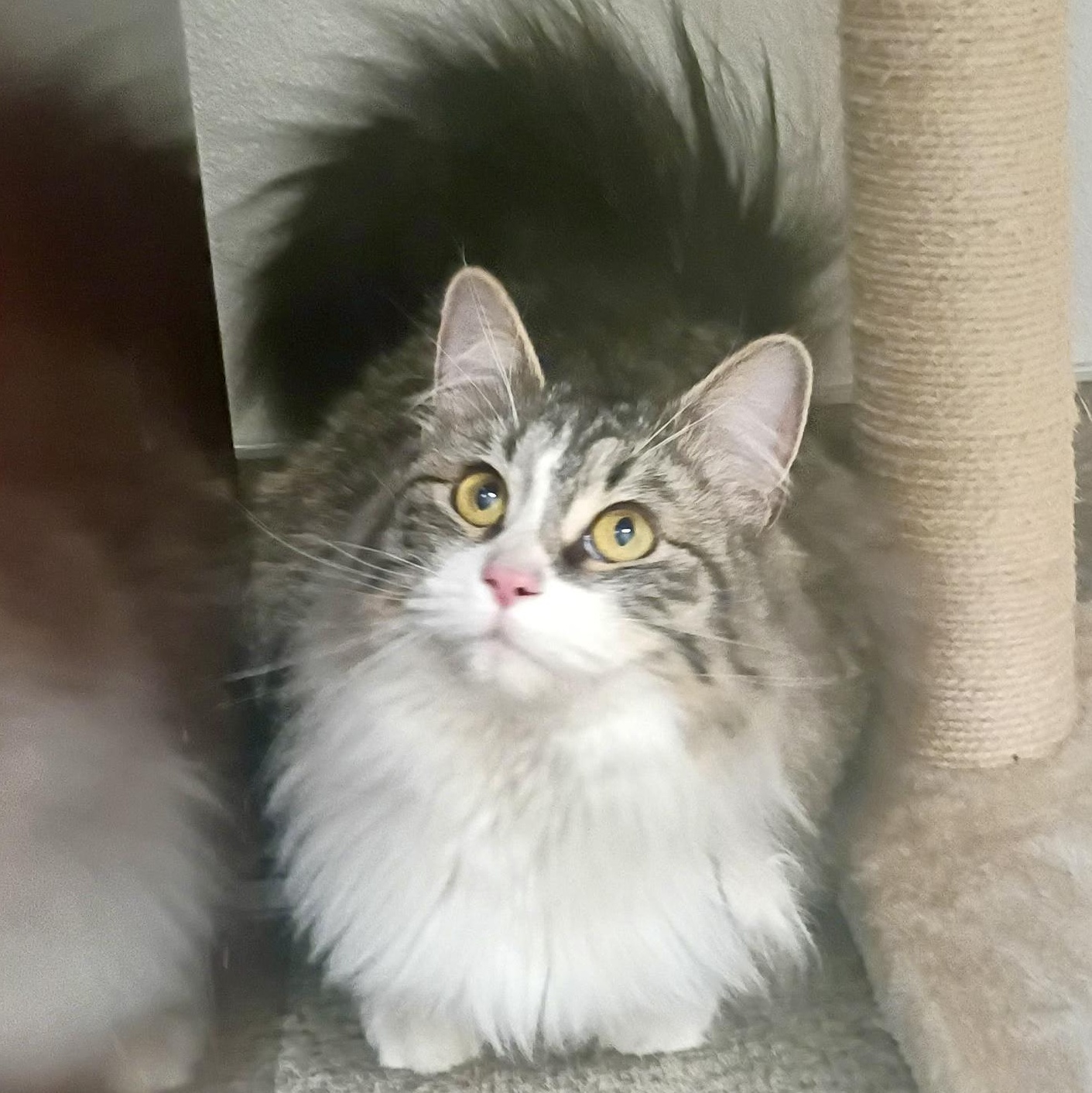 Rosie , Adoptable, Young Female Domestic Long Hair.