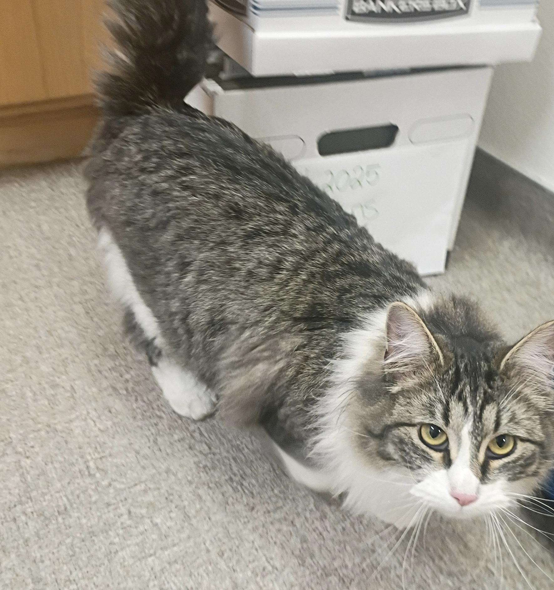 Enlarge Rosie , a Adoptable Domestic Long Hair in Pocatello, ID image 2/4