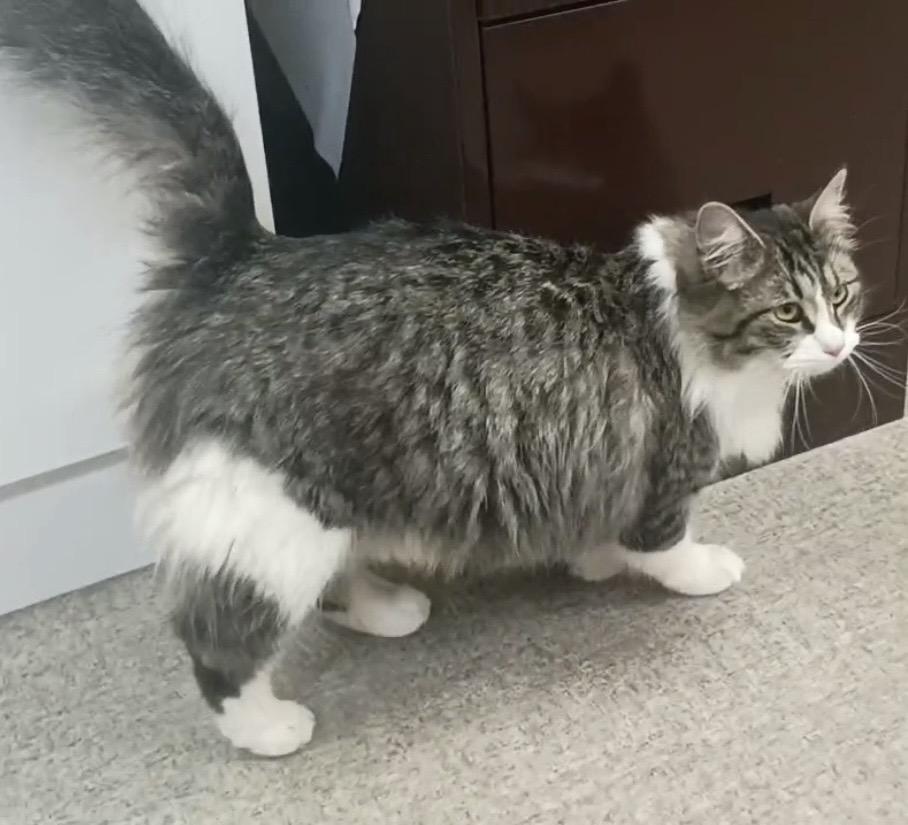 Enlarge Rosie , a Adoptable Domestic Long Hair in Pocatello, ID image 4/4