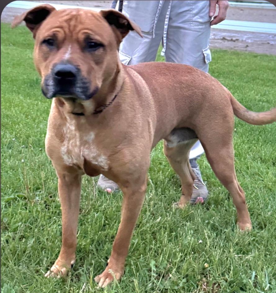 Henry, ADOPTABLE, Adult Male Boxer.