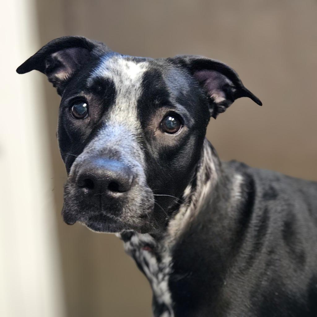 Enlarge Suki, a Adoptable mixed breed in Barron, WI image 1/1