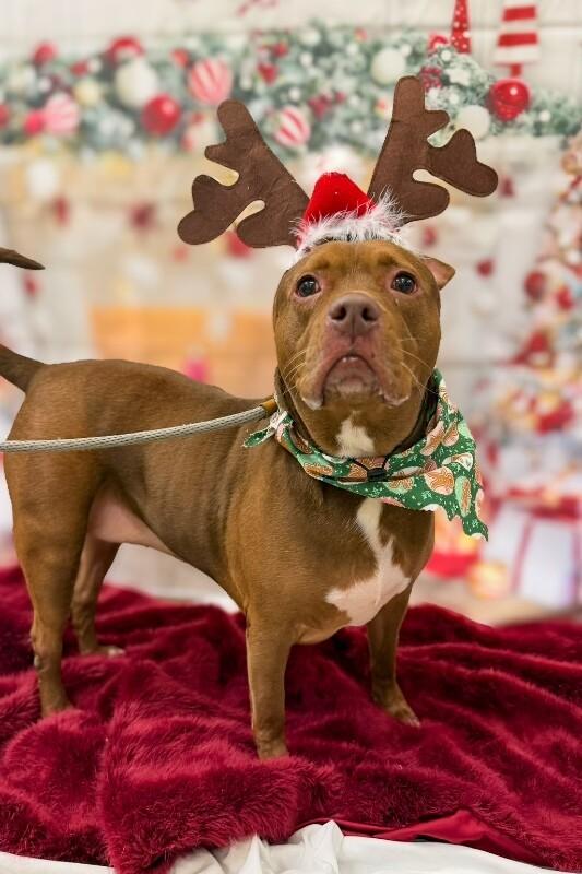 Enlarge Fawn, a Adoptable Mixed Breed in Miamitown, OH image 2/5