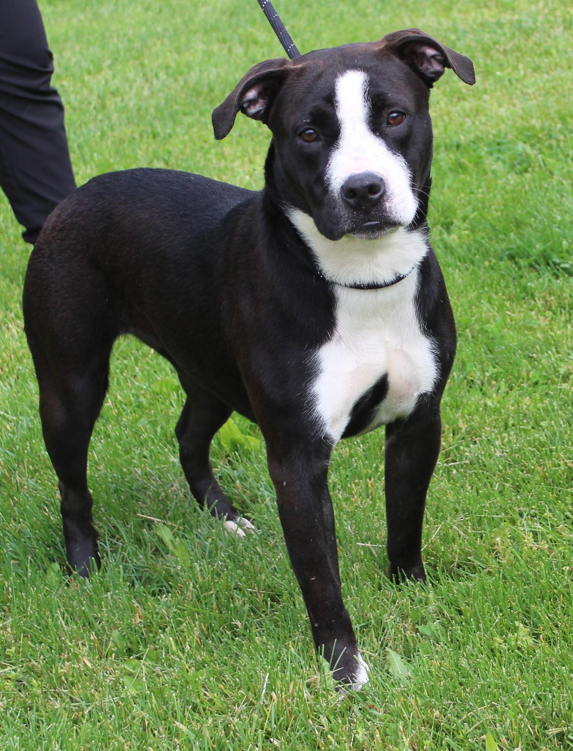 Wilma (11793), a ADOPTABLE mixed breed in Heath, OH image 1/3