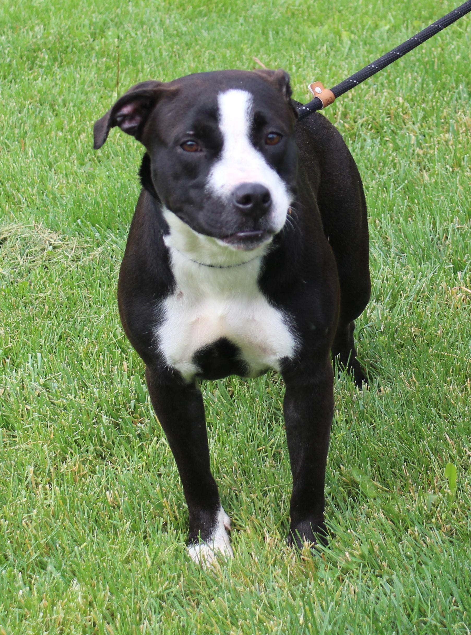 Wilma (11793), a ADOPTABLE mixed breed in Heath, OH image 3/3