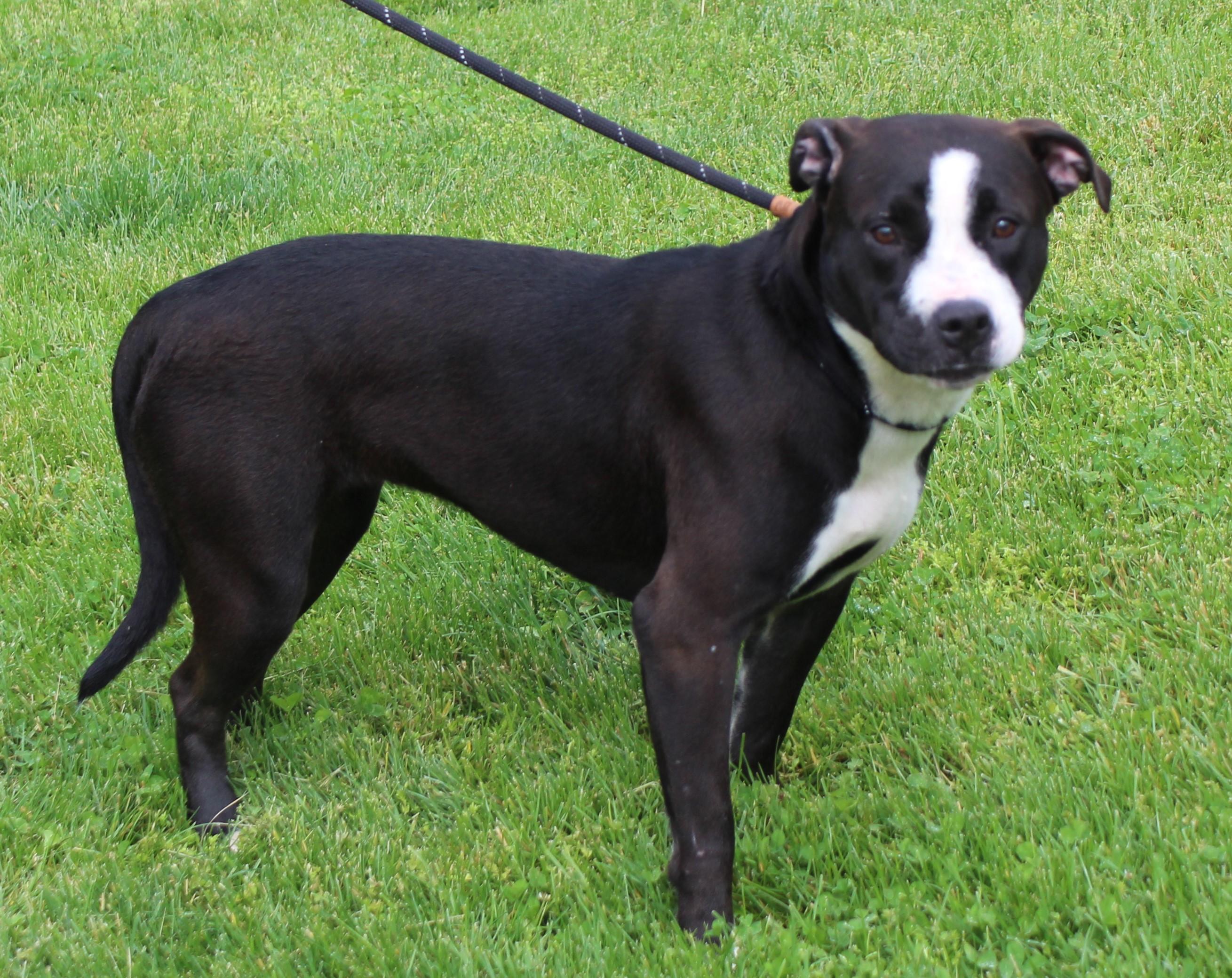 Wilma (11793), a ADOPTABLE mixed breed in Heath, OH image 2/3