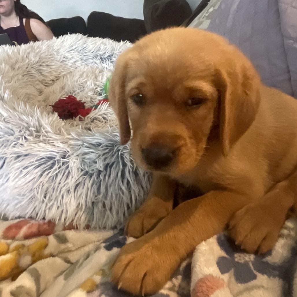 Clover, Adoptable, Puppy Female Golden Retriever.