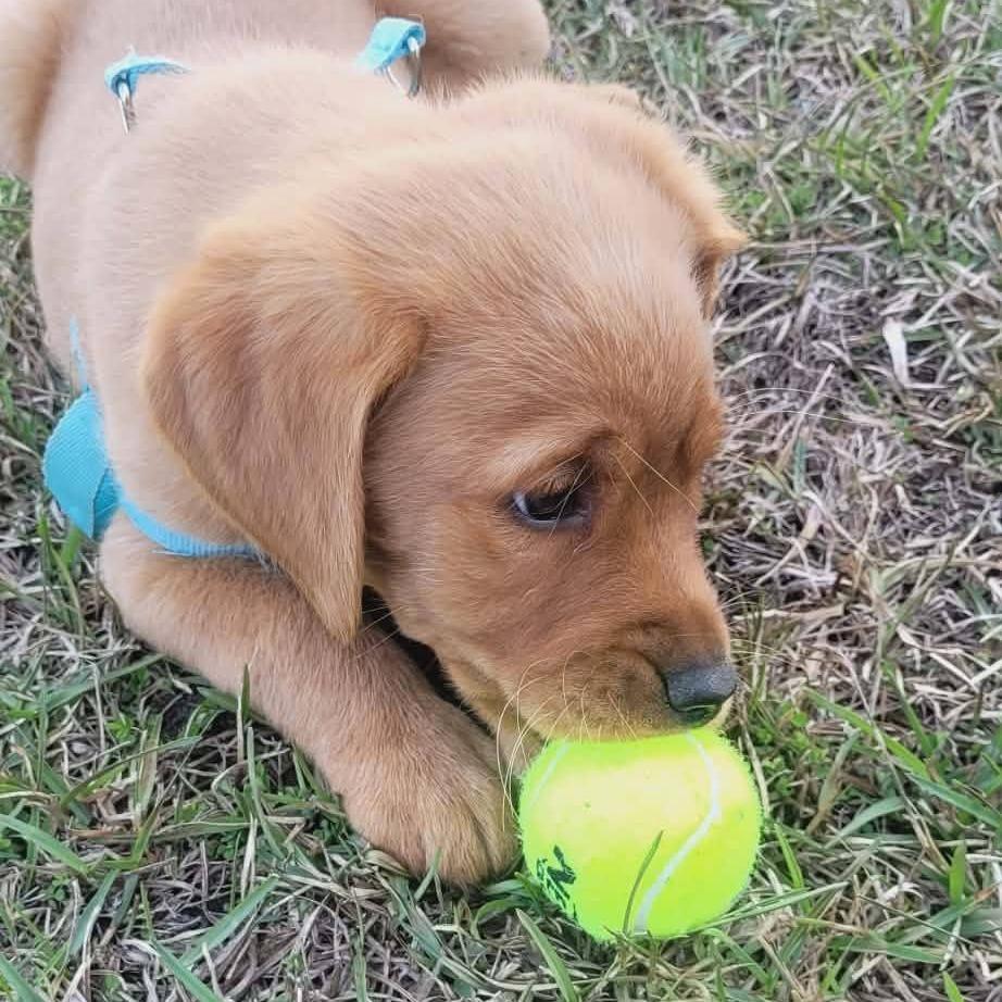 Enlarge Clover, a Adoptable Golden Retriever in Myrtle Beach, SC image 3/3