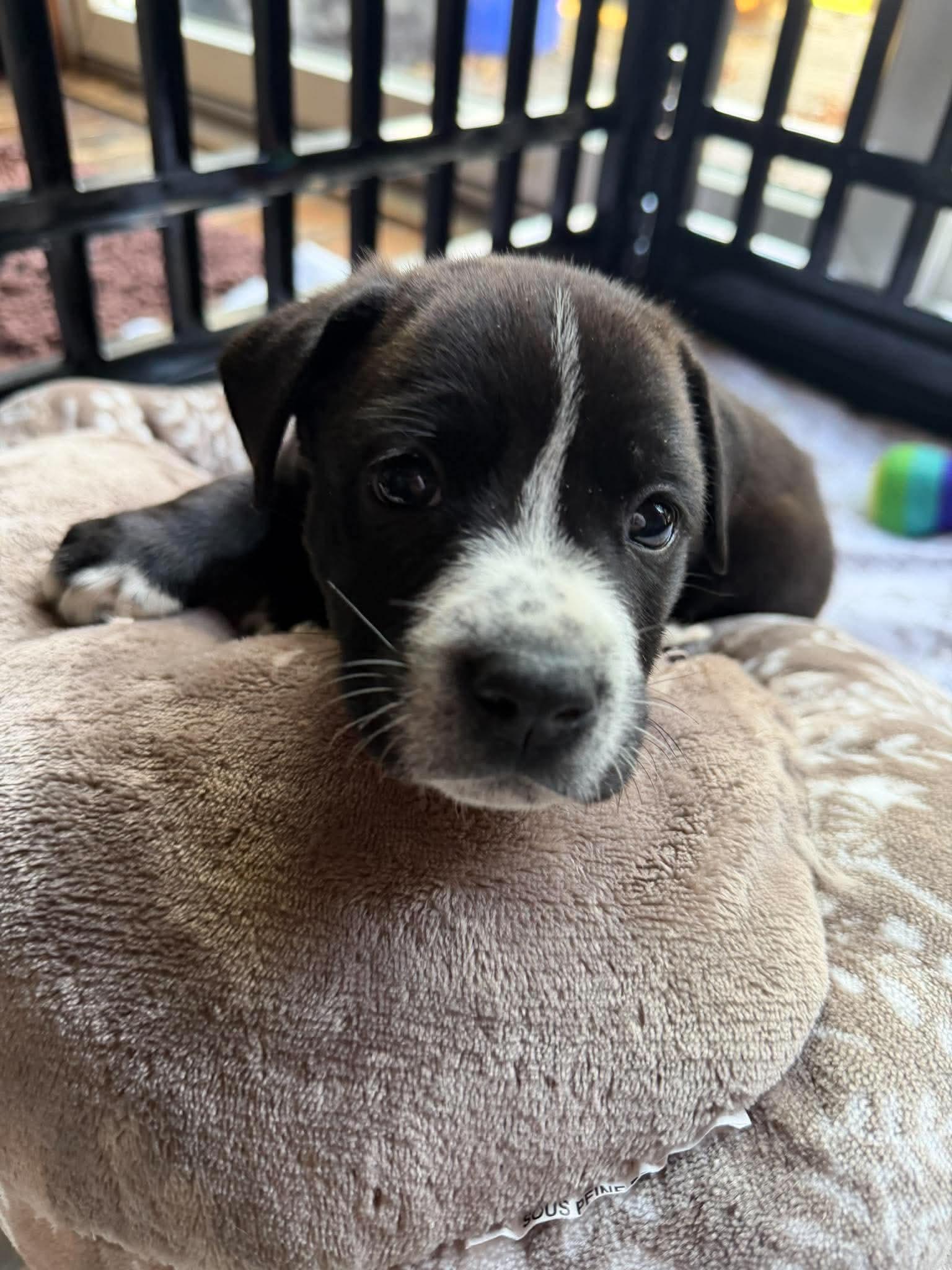 Reese, Adoptable, Puppy Female Australian Cattle Dog / Blue Heeler.