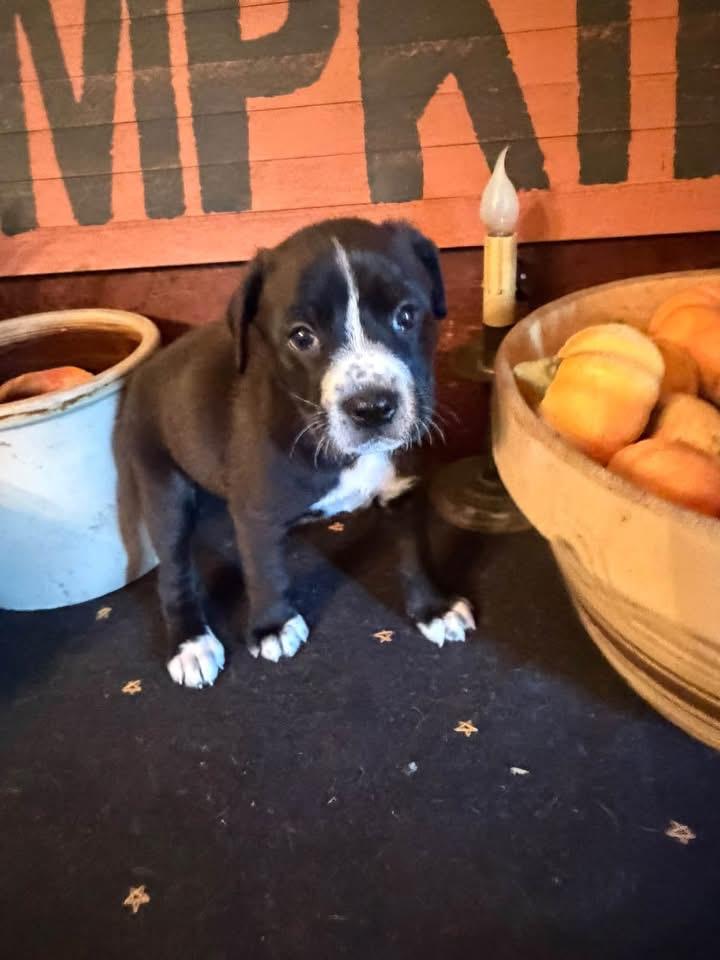 Enlarge Reese, a Adoptable Australian Cattle Dog / Blue Heeler in Berlin, NJ image 3/3