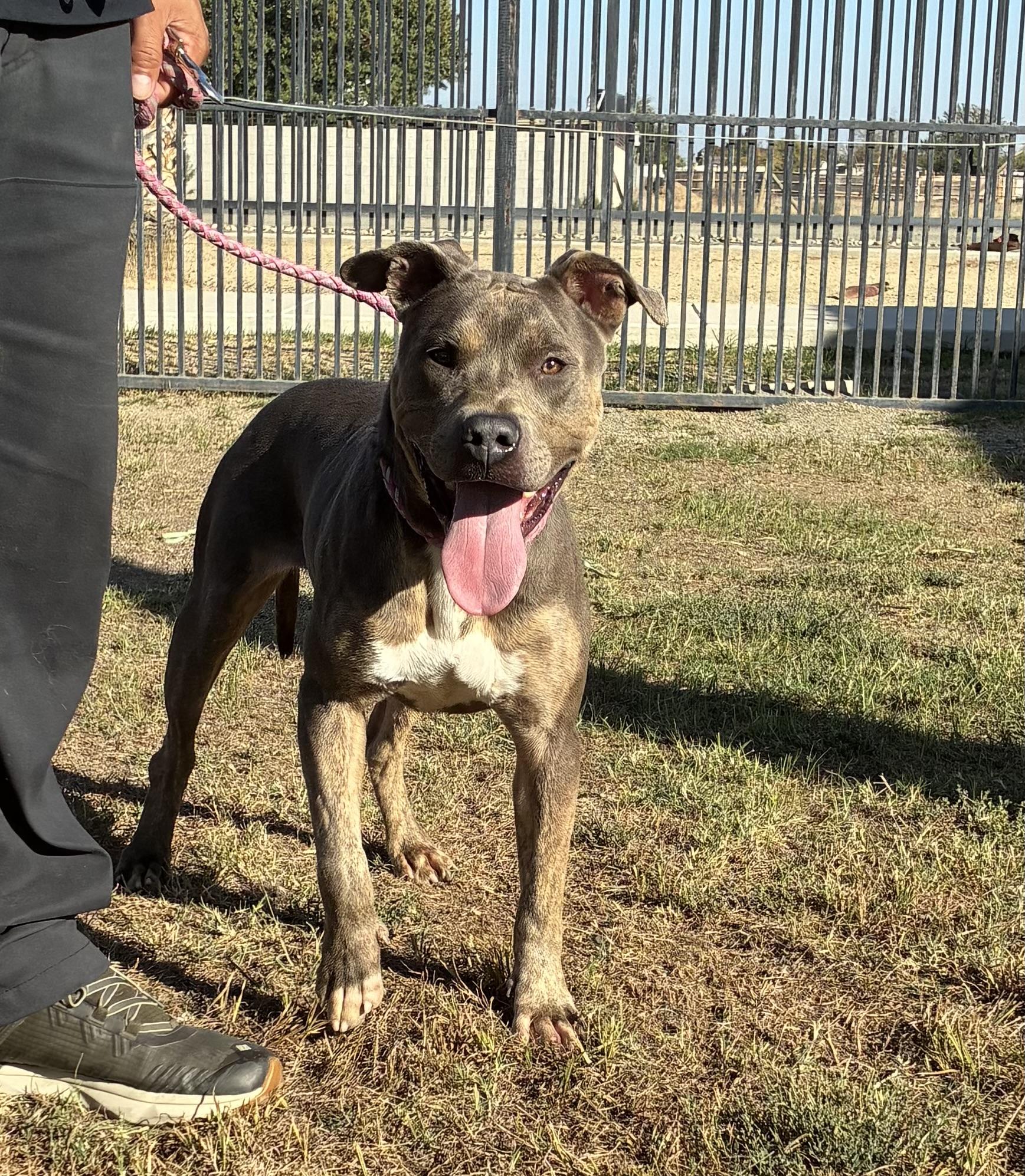 Enlarge STITCH, an adopted Staffordshire Bull Terrier in Delano, CA image 2/4