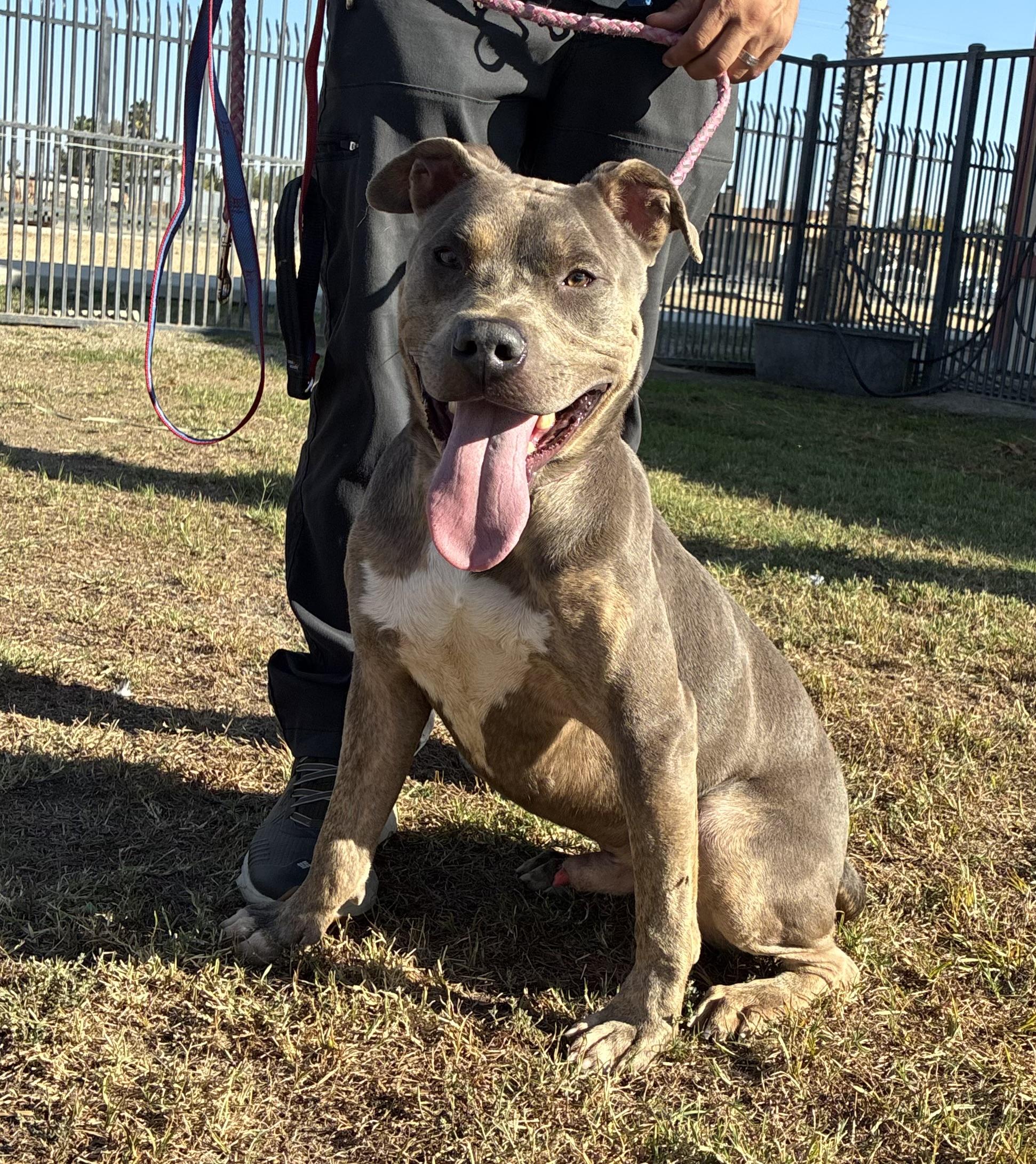 Enlarge STITCH, an adopted Staffordshire Bull Terrier in Delano, CA image 1/4