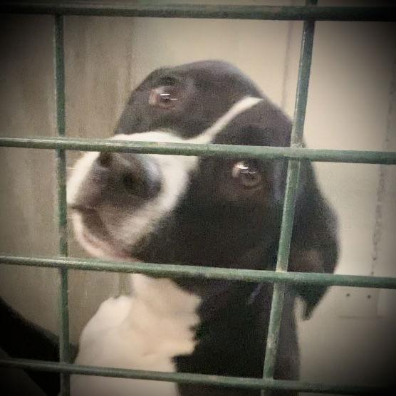 Enlarge Charlie, a Adoptable Mixed Breed in Piedmont, MO image 1/2