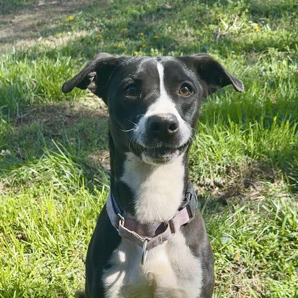 Enlarge Charlie, a Adoptable mixed breed in Piedmont, MO image 1/3