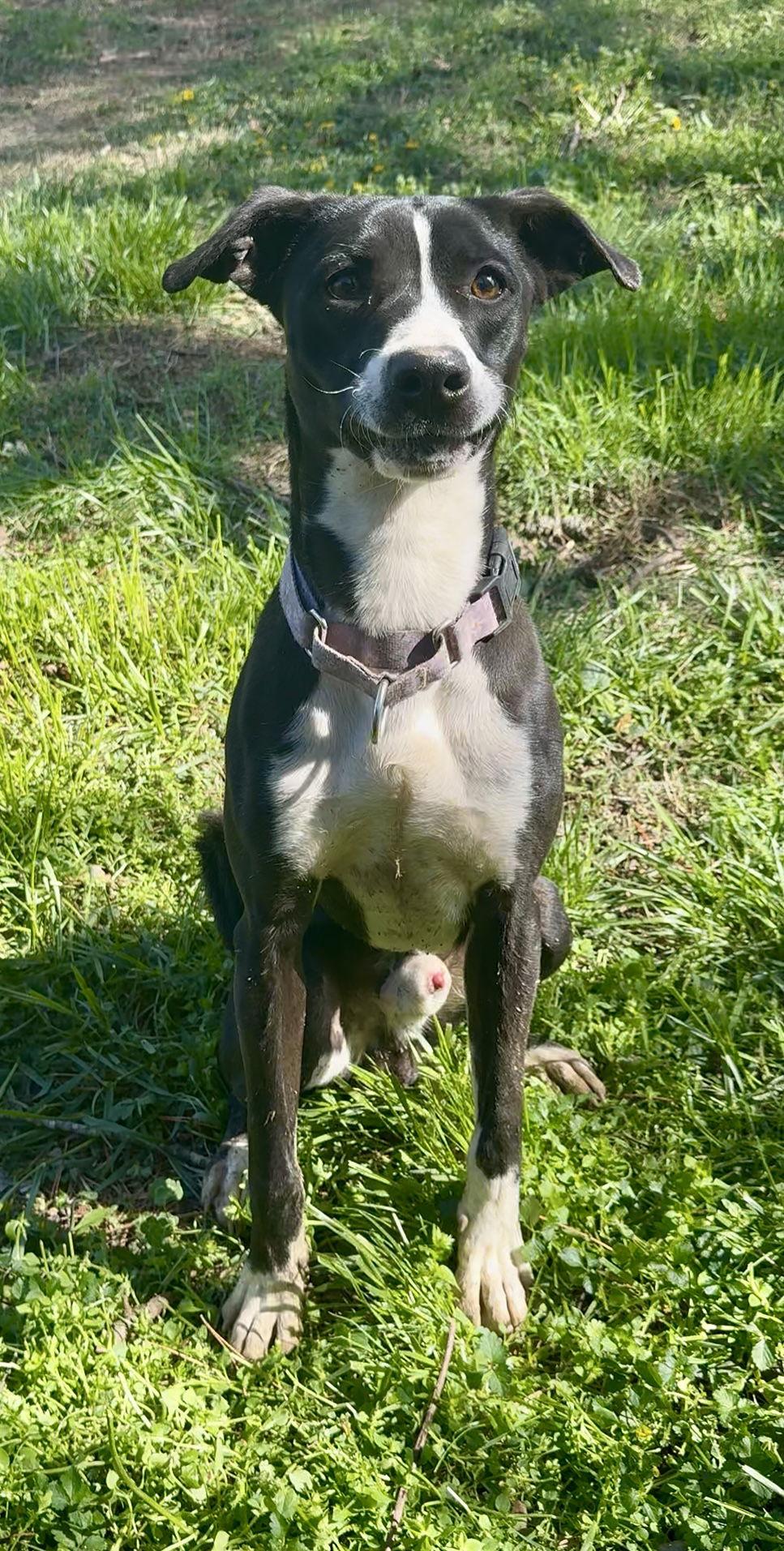 Charlie, Adoptable, Young Male Mixed Breed.