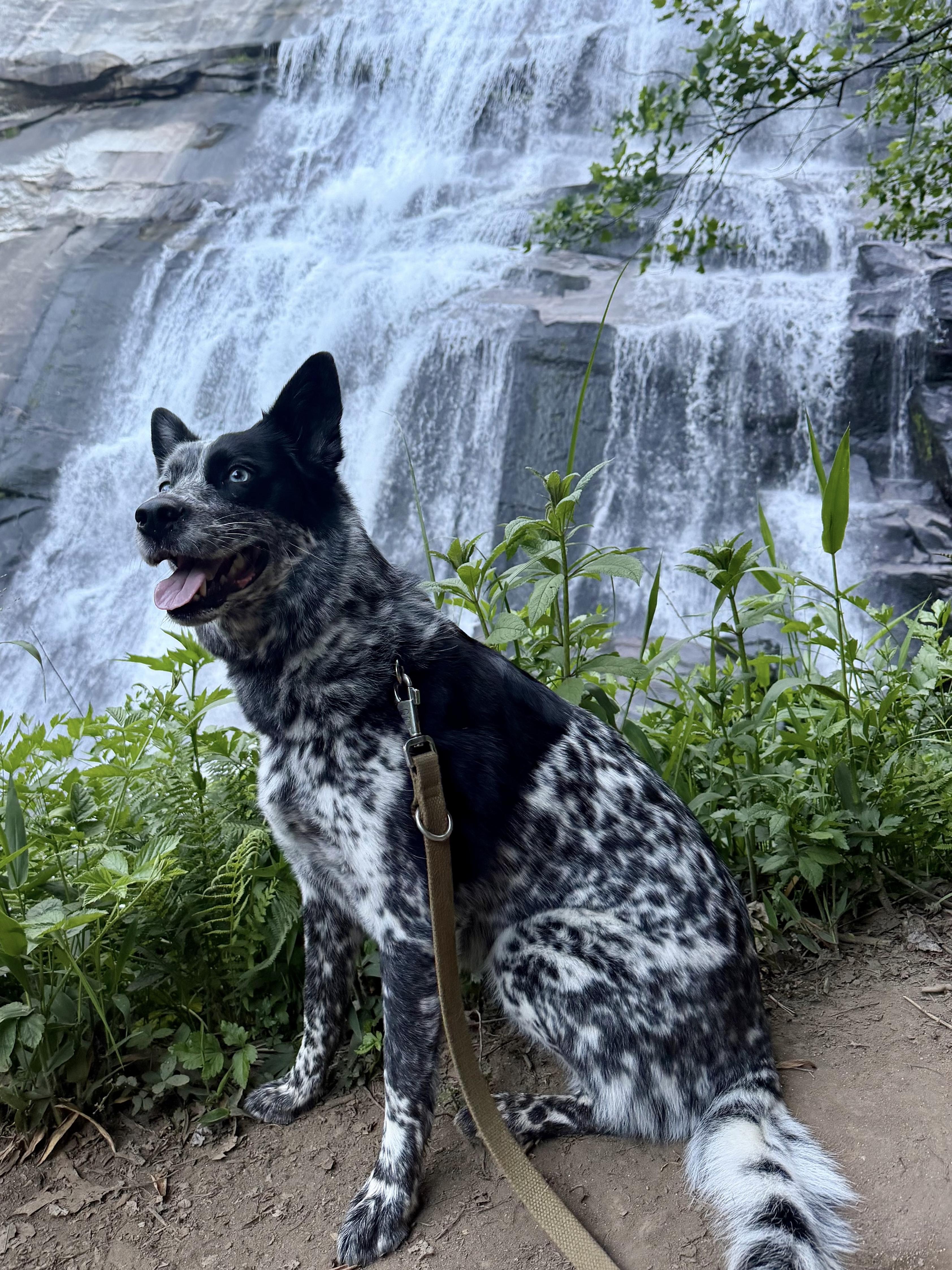 Arwen, Adoptable, Young Female Australian Cattle Dog / Blue Heeler & Husky.