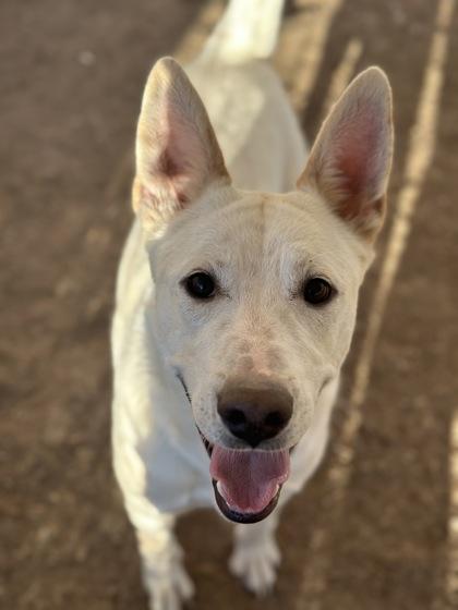 Enlarge Milo, a Adoptable mixed breed in Irving, TX image 1/3