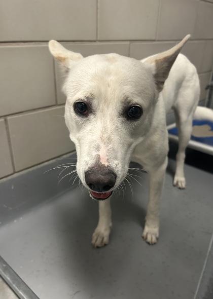 Enlarge Milo, a Adoptable mixed breed in Irving, TX image 3/3