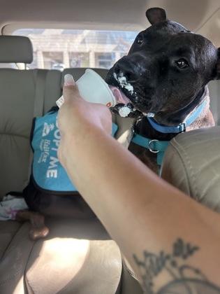 Bailey - 1, a Adoptable mixed breed in Daytona Beach, FL image 1/3