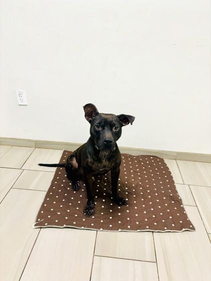 Bailey - 1, a Adoptable mixed breed in Daytona Beach, FL image 2/3