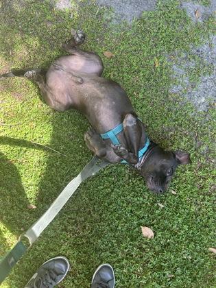 Enlarge Bailey - 1, a Adoptable mixed breed in Daytona Beach, FL image 2/3