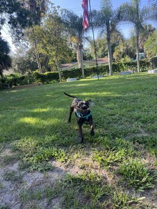 Bailey - 1, a Adoptable mixed breed in Daytona Beach, FL image 3/3