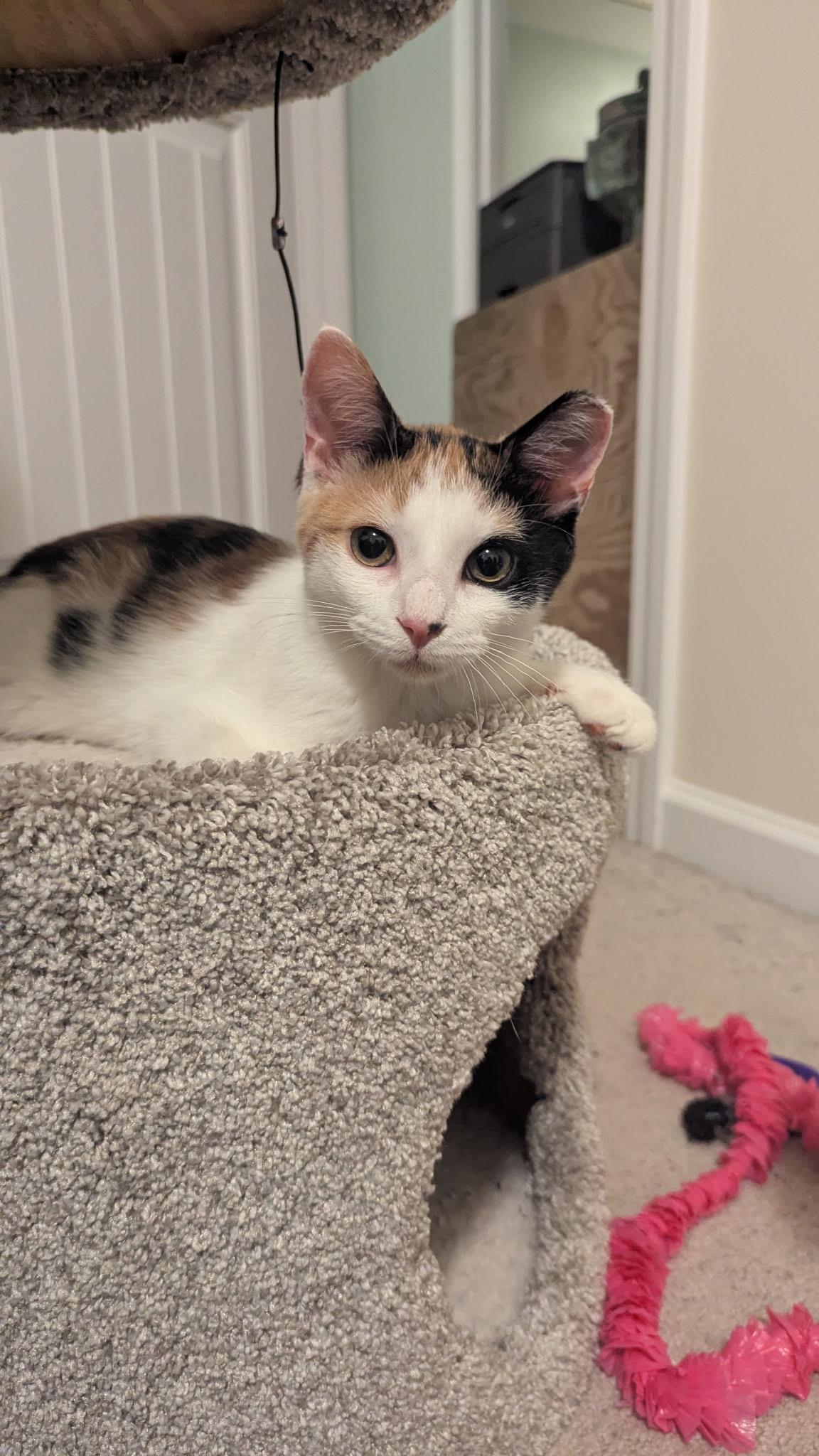 Enlarge Weber, a Adoptable American Shorthair in LITTLE MOUNTAIN, SC image 1/5