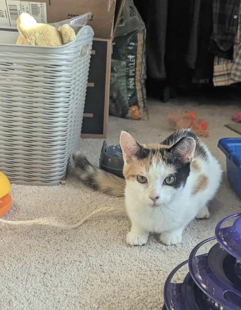 Enlarge Weber, a Adoptable American Shorthair in LITTLE MOUNTAIN, SC image 4/5