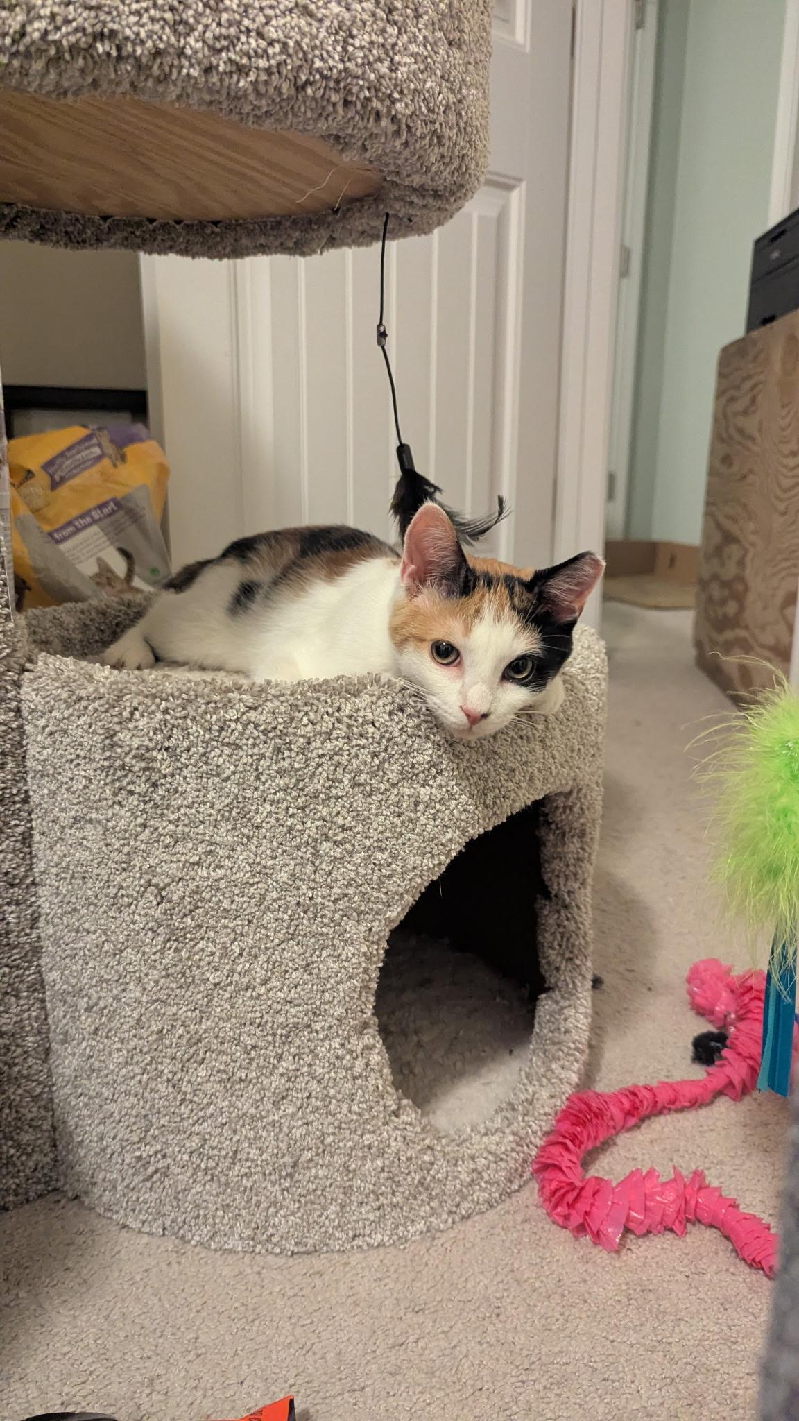 Enlarge Weber, a Adoptable American Shorthair in LITTLE MOUNTAIN, SC image 2/5