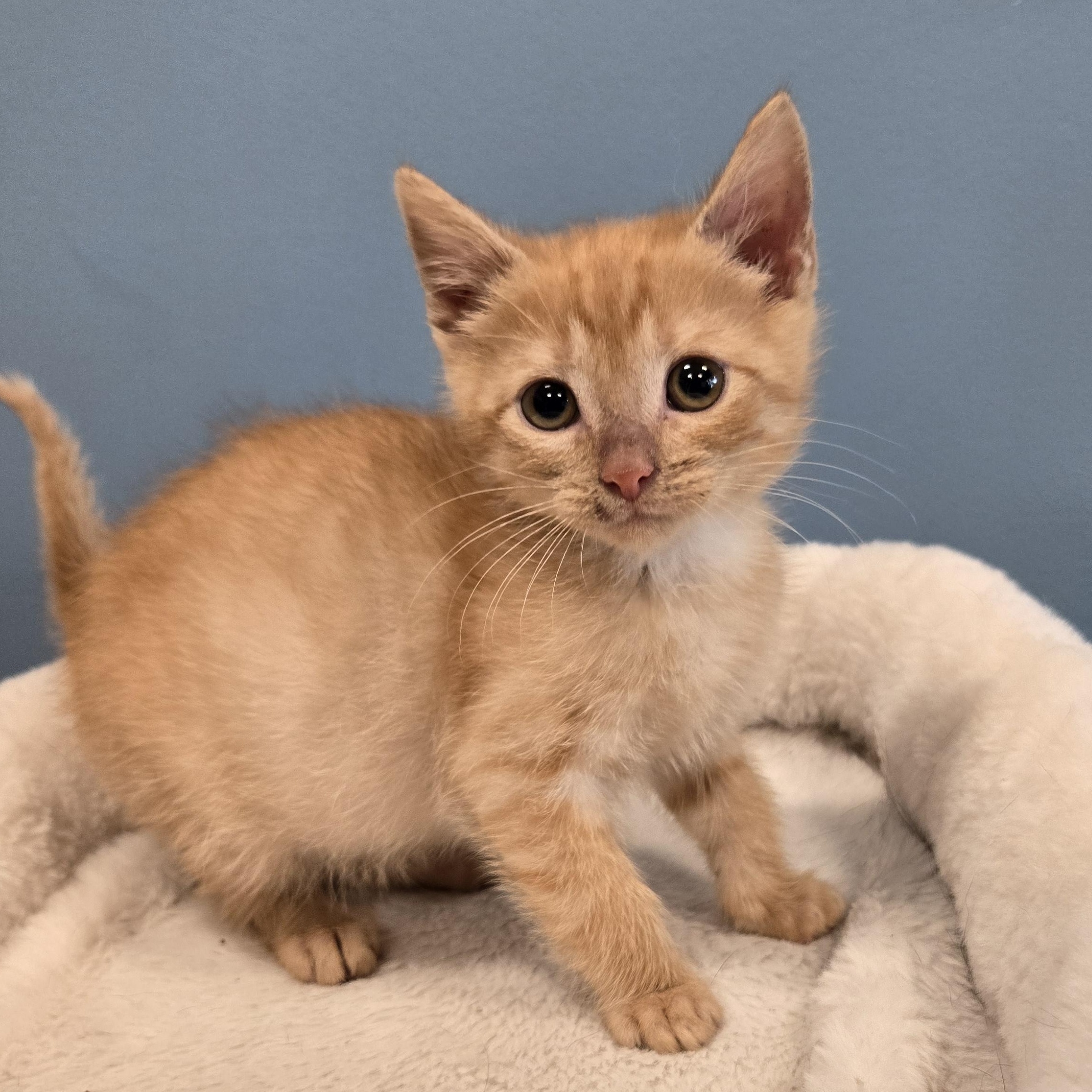 Tater, Adoptable, Kitten Male Domestic Short Hair.