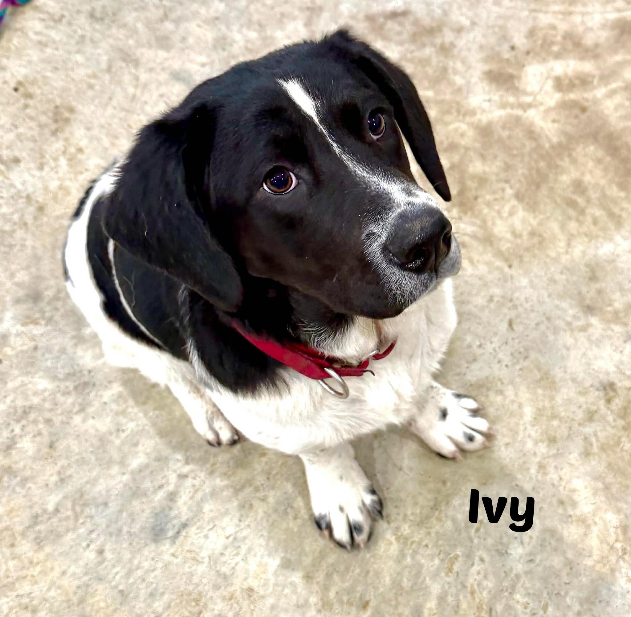 Enlarge Ivy, an adopted mixed breed in Seymour, IN image 1/6