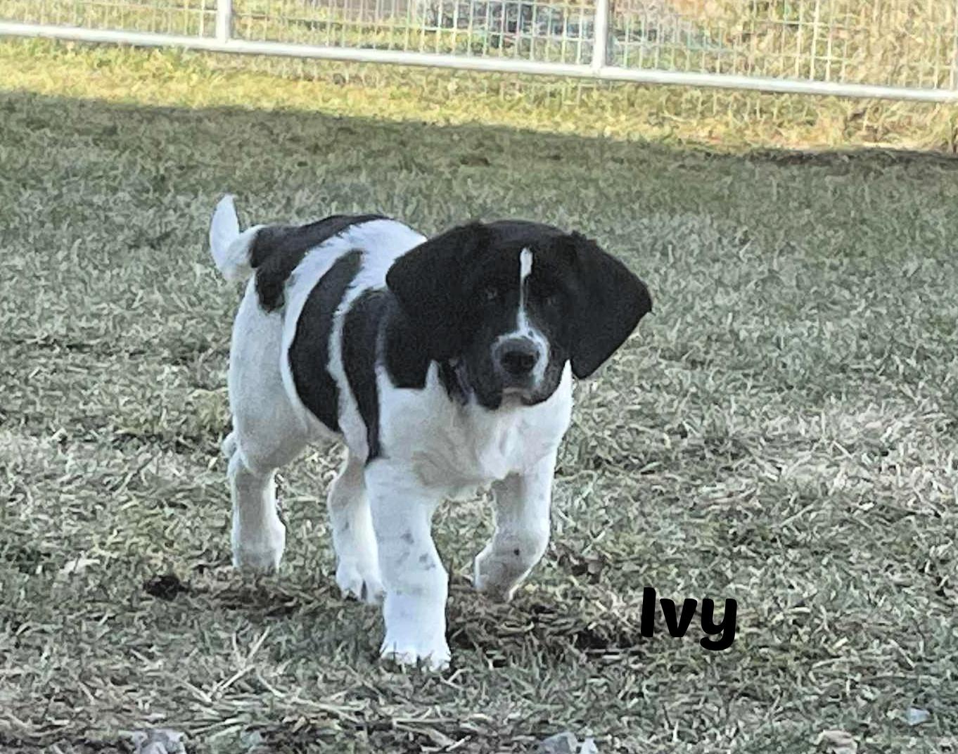 Enlarge Ivy, an adopted mixed breed in Seymour, IN image 5/6