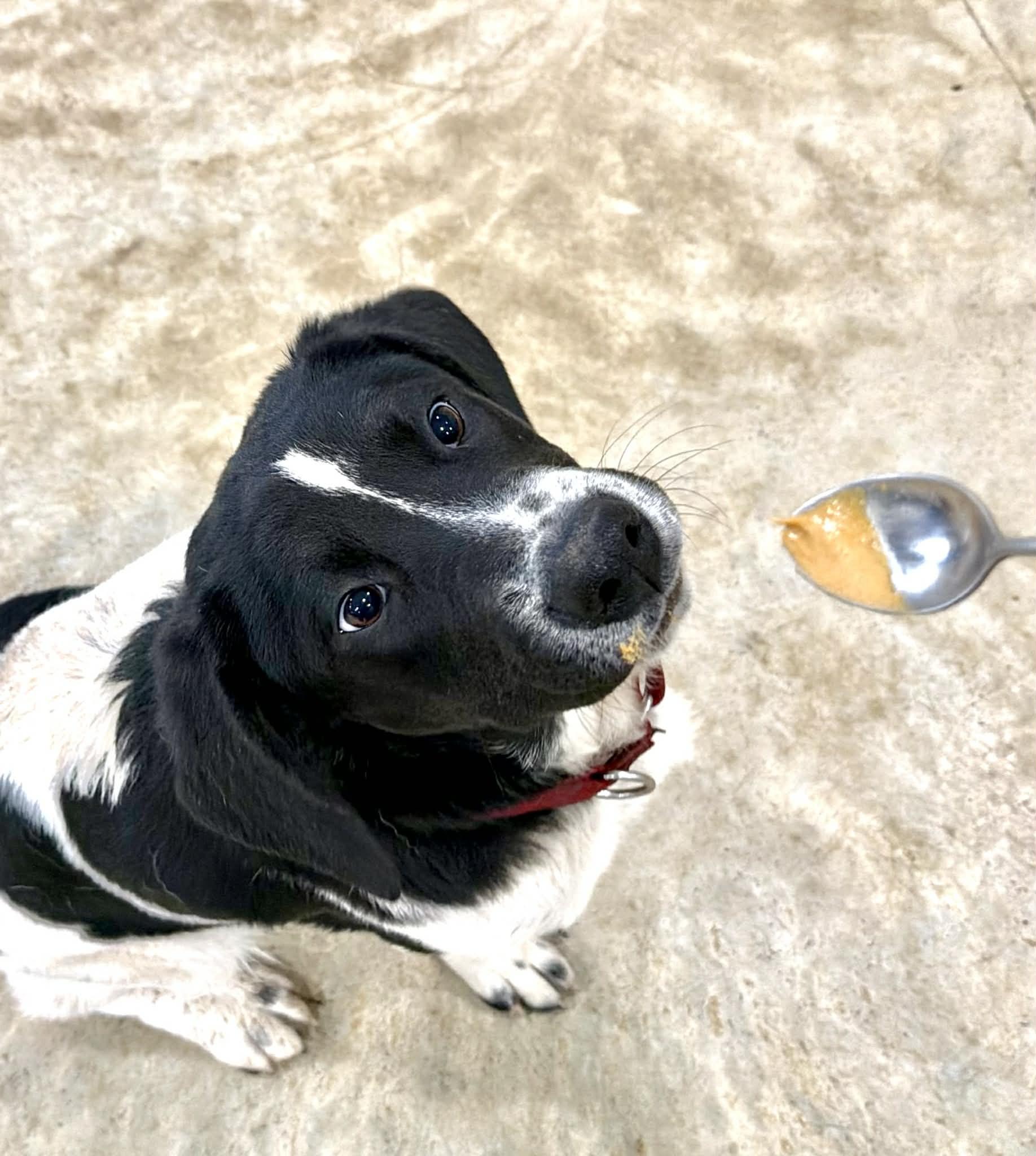 Enlarge Ivy, an adopted mixed breed in Seymour, IN image 2/6