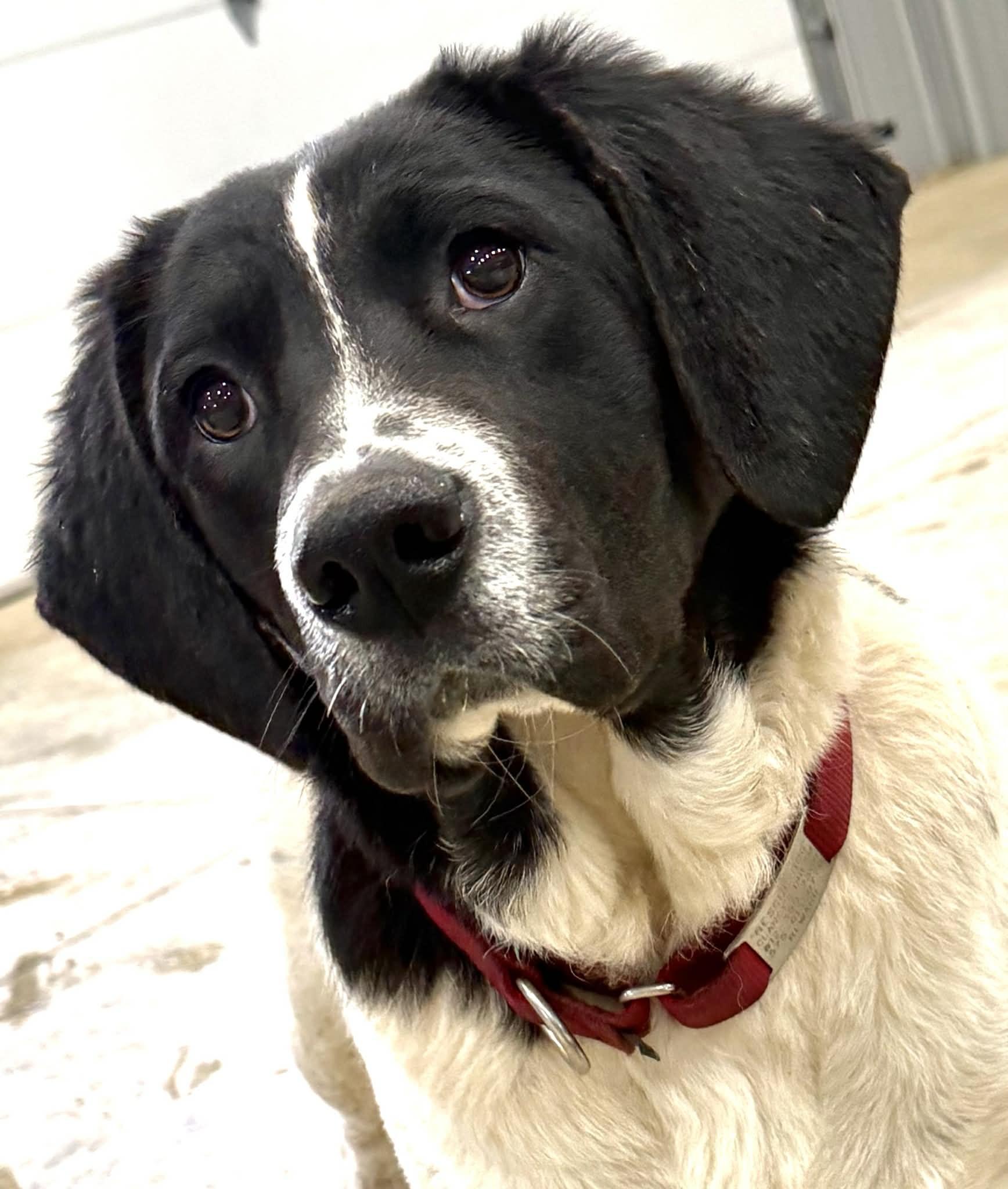 Enlarge Ivy, an adopted mixed breed in Seymour, IN image 4/6