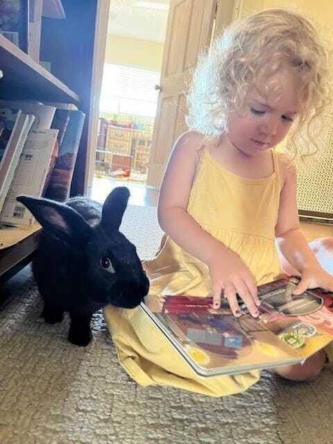 Enlarge Boots and Socks, a Adoptable mixed breed in Melbourne, FL image 1/6